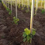 Adrian's & Winery * Lumbarda