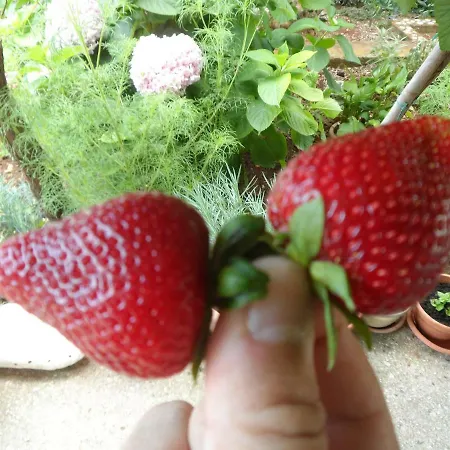 דירה Adrian's & Winery