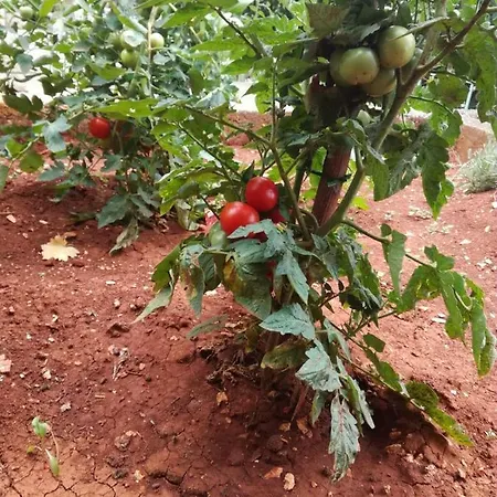 아파트 Adrian's & Winery *