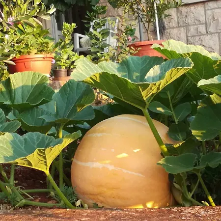 Adrian's & Winery לומבארדה