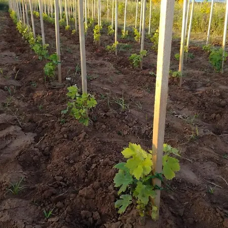 Adrian's & Winery * לומבארדה